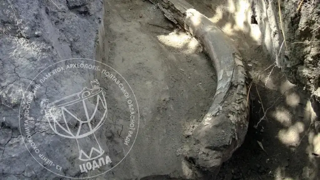 На Полтавщині виявили бивень мамонта: нове свідчення доісторичного минулого